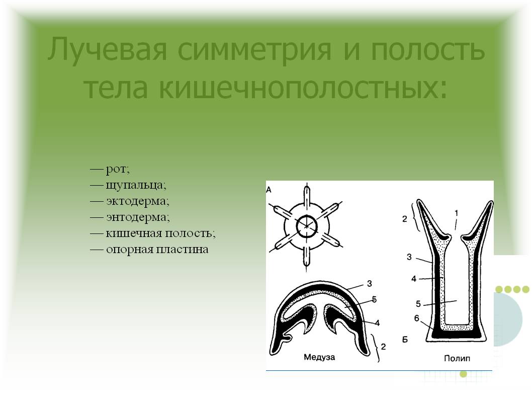 Кракен ссылка на тор